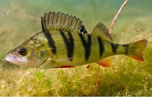 A Complete Guide to Keeping a Perch in your Aquarium - Fresh water fishin