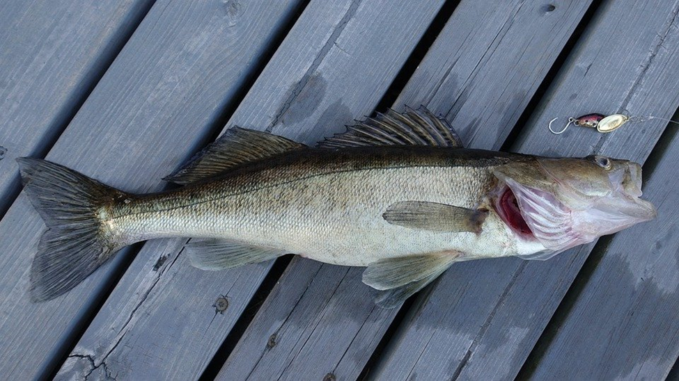 Pike Vs. Walleye - Fresh Water Fishin