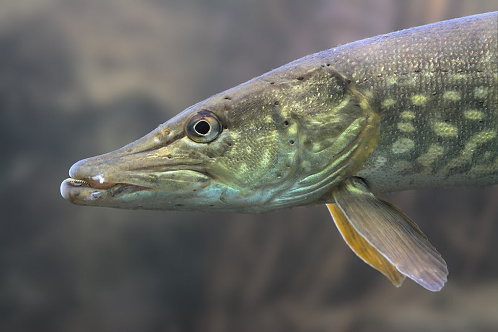 Walleye Vs. Northern Pike - Fresh Water Fishin